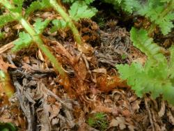 Polystichum cystostegia. Erect rhizome densely covered in orange-brown, ovate scales.
 Image: L.R. Perrie © Leon Perrie CC BY-NC 3.0 NZ